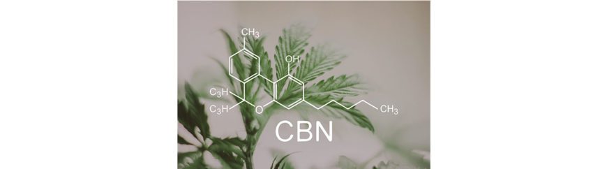 cbd-nutrition-cbd-blogs-was-ist-cannabinol